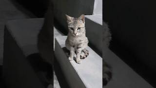 Cute 😍♥️🐈#cat #catvideo #shorts #catshorts on my channel #viralshort kr do