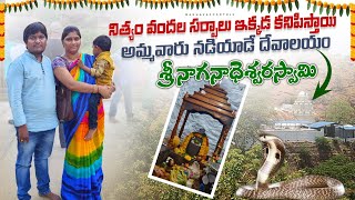 నిత్యం వందల పాములు కనిపించే శ్రీ నాగనాదేశ్వరస్వామి దేవస్థానం | కడప జిల్లాలోని అద్భుతమైన దేవాలయం