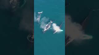 Humpback Whale Watching in Mexico