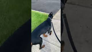 Walking Doberman