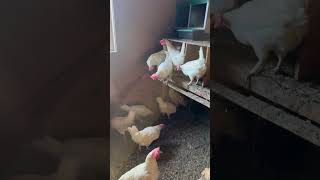 Chicken #shortvideo #animal # pet #chickenfarm