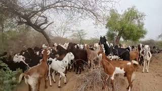 Tharparkar Trek: Watch Goats Navigate the Dunes on a Desert Adventure