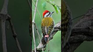 Abyssinian Woodpecker VS 5000 BCE Abyssinian Woodpecker #birds