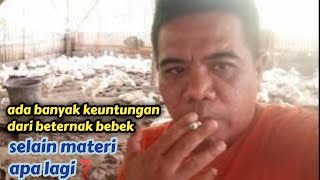 keuntungan ini yang kita dapat dari beternak bebek