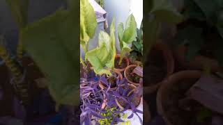 May 28, 2024My plants care Tips in May month