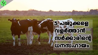 5 പശുവുമായി ഡയറി ഫാം തുടങ്ങാം ഗവൺമെൻറ് സബ്സിഡിയോടെ|small dairy farm scheme by kerala government.