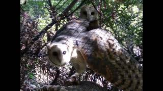 Friends of Care Owl Rescue Update Feb 2022