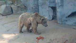 Bears in the Zoo