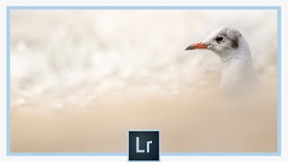 Le pinceau de retouche : tutoriel Lightroom complet