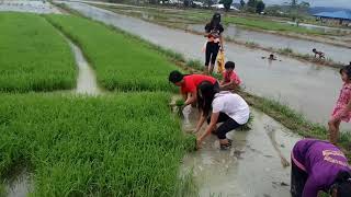 payak na pamumuhay sa probinsya (paano mag bunot ng palay