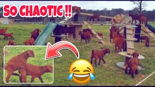 Baby Goats Can Get REALLY Playful 😂 ✨ Cute Baby Goats ✨ Nature Vid #6 ️🏵️ TRCG