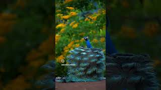 Beautiful😍Georgeous🥰#Peacock🦚