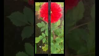 Flowers in my garden / Summer Flowers /Garden overview / My garden / nature