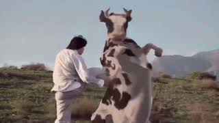 cow