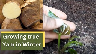 Growing true Yam in Winter