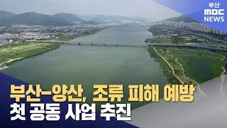 부산-양산, 조류 피해 예방 첫 공동 사업 추진 (2024-11-19,화/뉴스데스크/부산MBC)