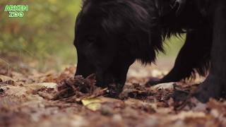 Att tänka på under hösten med hund | Arken Zoo