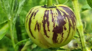 Pepino zaaien? Familie van de nachtschade!