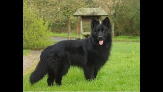 black German shepherd💞dog attitude status DOG'S-planet💕 #Short video