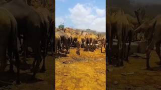 many camels Drink.water #viral #shorts