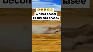 A chaser becomes a chasee  #funnyshorts  #warthogs #animals