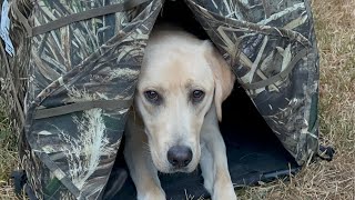 Hunting dog training: what I’m doing to train my dog while he is in his blind!