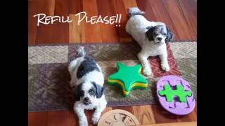 Pups-N-Puzzles