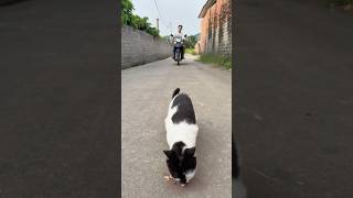 No 😰. The Cat 🐈😱 #cat #catvideos #meow #pets #animals #shorts