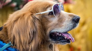 The Power of Golden Retrievers - Can They Help People with Disabilities?