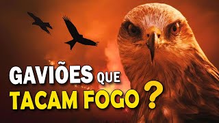 GAVIÕES que ATEIAM FOGO À MATA PARA CAÇAR? Ornitólogo Responde #20