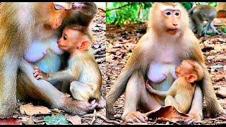 Really Sweet.!! Cute Baby ROBIN is asking Mom Rose for milk by love, Monkey Rose is perfectly Caring