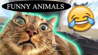 BEST FUNNY ANIMALS VIDEOS😂 - Funny Dogs And Cats Videos 2024🤣😹 #funny