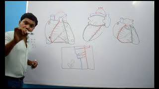 BLOOD SUPPLY OF HEART PART 2- MYOCARDIAL CIRCULATION AND VENOUS DRAINAGE OF HEART