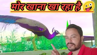 Peacock eat the food ||  मोर खाना खा रहा है 🤗