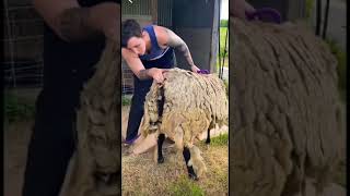 #sheeps