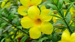 easy way to grow Allamanda plant from cutting