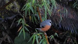 Grey-headed bullfinch