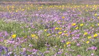 Spectacular Texas Wildflowers and Spring Season