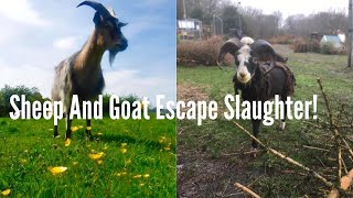 RESCUED! Sheep & Goat Escape Slaughter!