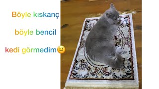 Bebeğimin oyuncakları bitti şimdi de Seccadesine göz dikti. My cat coveted my baby's carpet