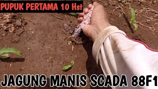 PUPUK PERTAMA 10Hst JAGUNG MANIS SCADA88 F1 UREA+NPK#pupukindonesia #pupukjagungmanis #pupukjagung