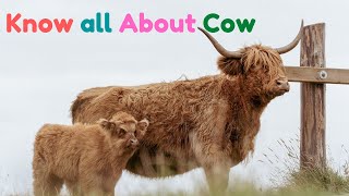 COW VIDEO 🐮🐄 | Kids Learning video all about cow | Fun with Cows A Childrens Guide to Understand cow