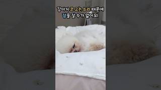 오랜만에 퐁키 코고는 소리 ASMR~~