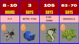 Discover Nature's Timelines How Long Does It Take for Animal Eggs to Hatch