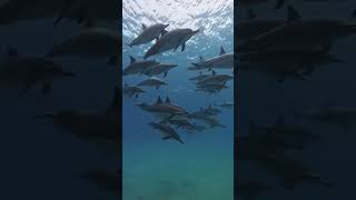 #music #love #arabic #топ #fish #goatgoat #goatfarm #youtube #youtubeshorts #video #viral #carp