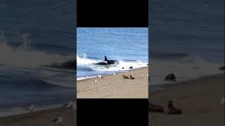 Playing with the seals