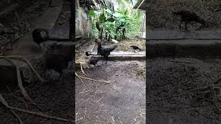 Telaten Bener Ayam Hitam Cari Makan