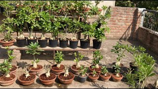 All About Adenium || My Adenium Plants Update October 2022 ||  Quality Gardening Lahore, Pakistan