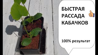 БЫСТРАЯ РАССАДА КАБАЧКОВ 100% РЕЗУЛЬТАТ