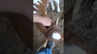 ORPHANED WATUSI BULL CALF